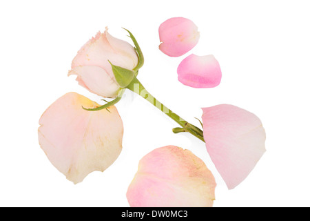 Schöne Rosenblüte isoliert auf weißem Hintergrund Stockfoto