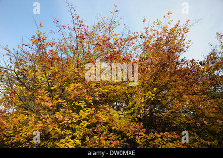 Pflaume-leaved Hawthorn Stockfoto