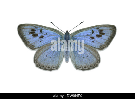 Große blau - Maculinea arion Stockfoto
