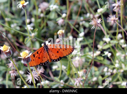 Gulf Fritillary Schmetterling ruht auf einer Tridax Blume Stockfoto