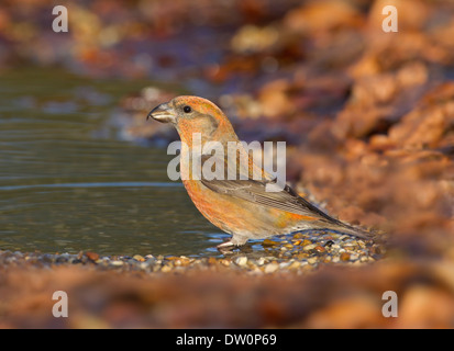 Gemeinsamen Kreuzschnabel Loxia Curvirostra - männlich Stockfoto