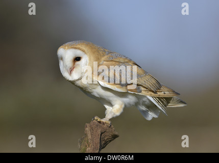 Schleiereule Tyto alba Stockfoto