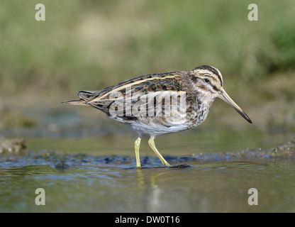 Jack Snipe Lymnocryptes ZIP Stockfoto