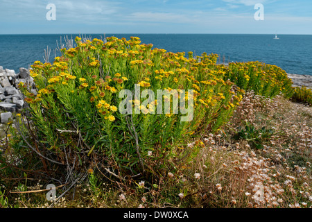 GOLDEN SAMPHIRE Inula Crithmoides (Asteraceae) Stockfoto