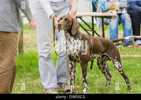 Deutscher Kurzhaariger Vorstehhund stehen brav um Aufmerksamkeit neben seinem Besitzer als Richter Ansätze. Bei Staffordshire England Stockfoto