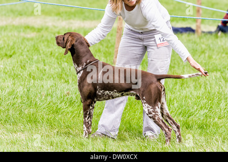 Deutscher Kurzhaariger Vorstehhund stehen brav um Aufmerksamkeit mit Schweif gehaltenen Owner bei der Hundeausstellung in Staffordshire, England. Stockfoto