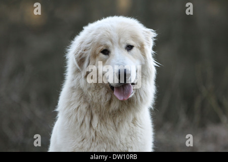 Pyrenäen-Berghund / Erwachsene Porträt Stockfoto