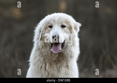 Pyrenäen-Berghund / Erwachsene Porträt Stockfoto