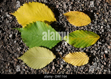 Blätter des Berg-Ulme und Feldulme im Herbst Stockfoto