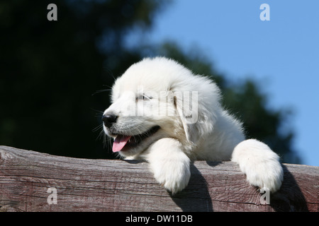 Pyrenäen-Berghund / Welpe liegend auf einem Holz Stockfoto