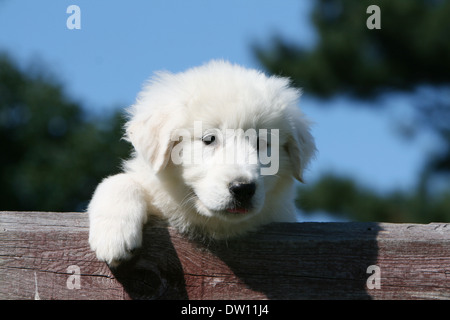 Pyrenäen-Berghund / Welpe liegend auf einem Holz Stockfoto