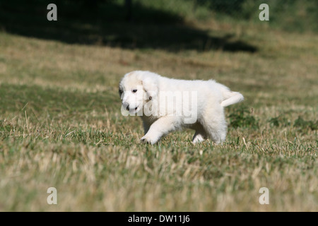 Pyrenäen-Berghund / Welpen zu Fuss auf einer Wiese Stockfoto