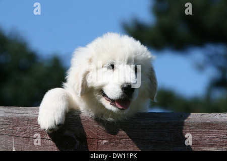 Pyrenäen-Berghund / Welpe liegend auf einem Holz Stockfoto