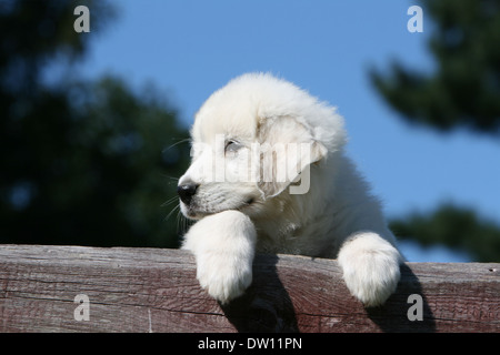 Pyrenäen-Berghund / Welpe liegend auf einem Holz Stockfoto
