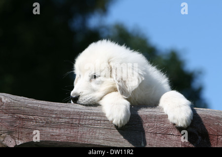Pyrenäen-Berghund / Welpe liegend auf einem Holz Stockfoto