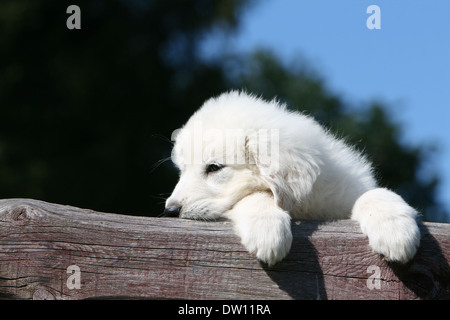 Pyrenäen-Berghund / Welpe liegend auf einem Holz Stockfoto