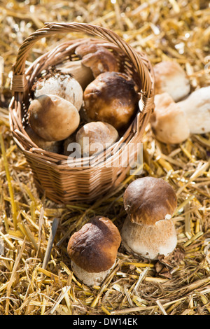 Frisch gesammelte Pilze auf Stroh Stockfoto