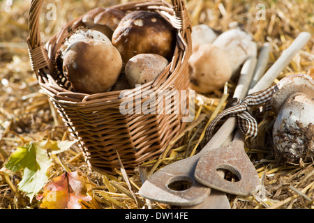 Frisch gesammelte Pilze auf Stroh Stockfoto