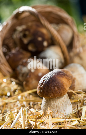 Frisch gesammelte Pilze auf Stroh Stockfoto