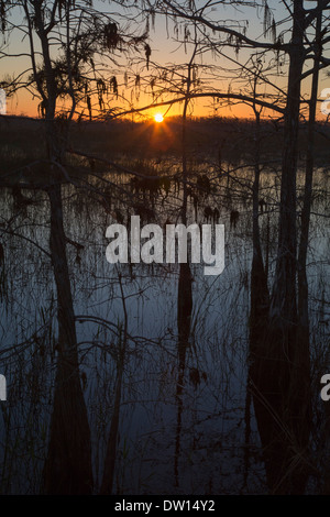 Everglades-Nationalpark, Florida - Sonnenaufgang über eine Zypresse-Sumpf. Stockfoto