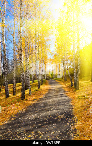 Weg im herbstlichen Wald Stockfoto