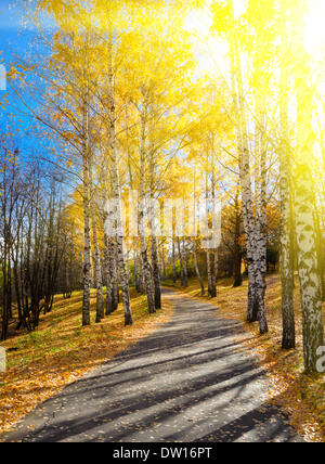 Weg im herbstlichen Wald Stockfoto