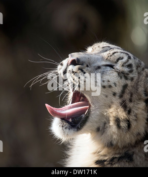 Männlichen Schneeleoparden Cub Gähnen Stockfoto