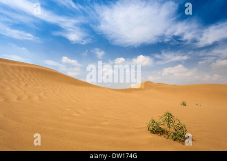 Strauch-Pflanzen in der Wüste Stockfoto