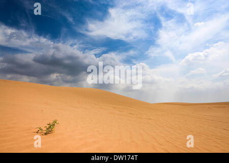 Sandwüste und kleinen Rasen Stockfoto