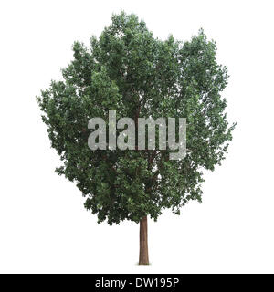 Baum, isoliert Stockfoto