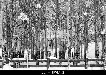 Aspen Bäume in ein Schneefeld mit einem Zaun vorne in schwarz & weiß Stockfoto