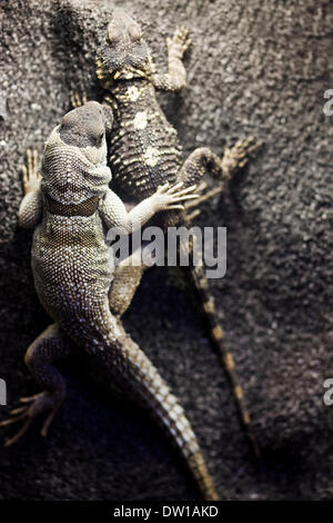 zwei Eidechsen auf einem Felsen Stockfoto