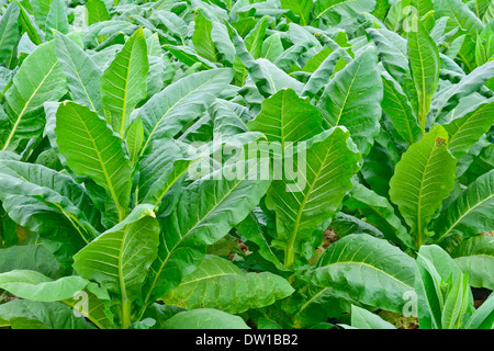 grüne Tabakfeld in thailand Stockfoto