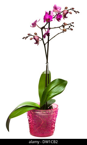 Orchidee in einen Topf, isoliert Stockfoto