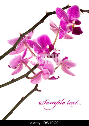 Orchidee auf weißem Hintergrund Stockfoto