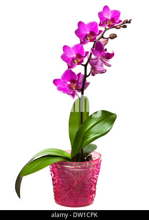Orchidee in einen Topf, isoliert Stockfoto