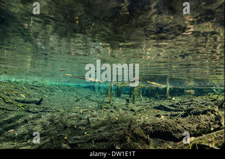 Landschaft und Umgebungslicht im Unterwasser Kulukan Cenote Höhle, Halbinsel Yucatan, Mexiko Stockfoto