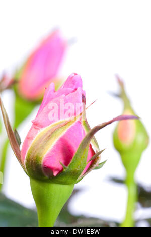 Rose Bud Stockfoto