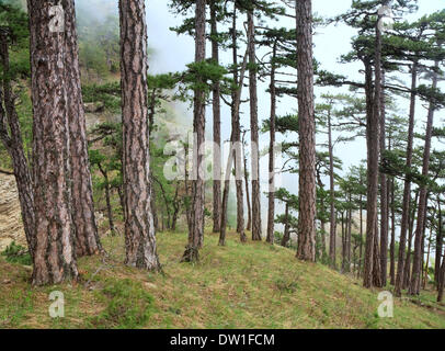 Sommer nebligen Pinienwald am Hügel Stockfoto