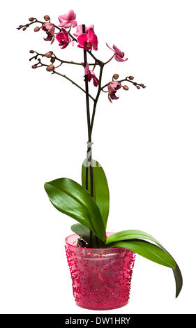 Orchidee in einen Topf, isoliert Stockfoto