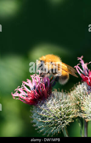 Hummel auf Distel Blume Stockfoto