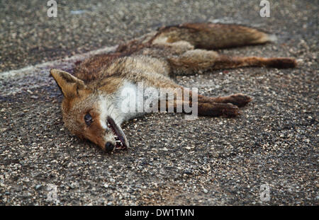 Toten Fuchs auf asphalt Stockfoto