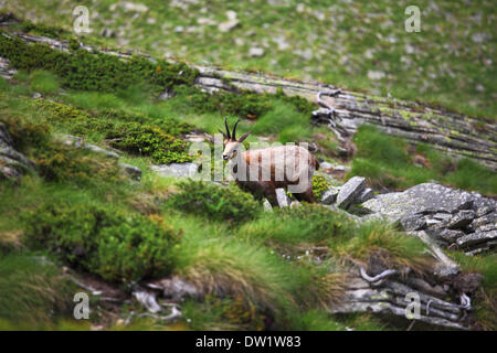 wilde Gemsen auf Alpen Stockfoto