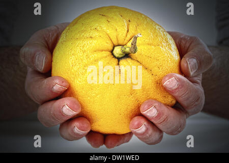 alte Hasen mit grapefruit Stockfoto