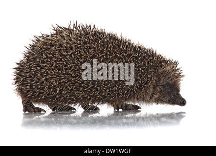 süße Hodgehog auf weiß Stockfoto