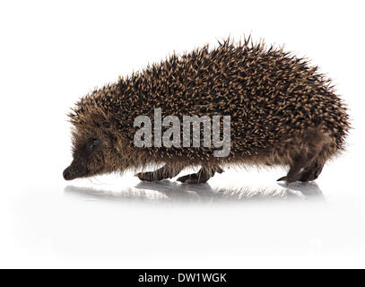 süße Hodgehog auf weiß Stockfoto