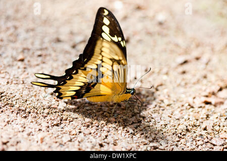 Schmetterling auf Stein und sand Stockfoto