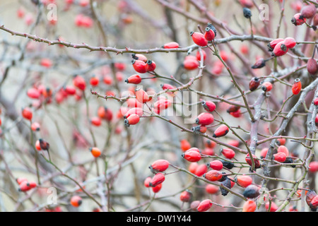 Hundsrose (Rosa Canina), rose Hüfte Stockfoto