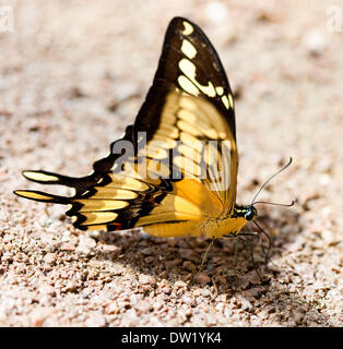 Schmetterling auf Stein und sand Stockfoto