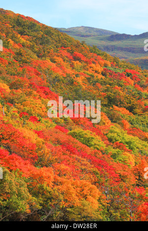 Blätter im Herbst Stockfoto